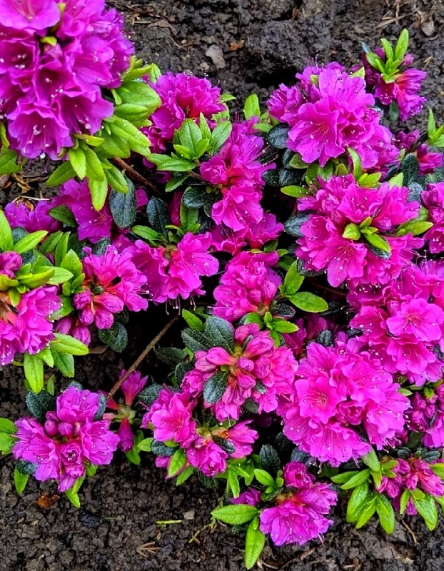 Рододендрон Гейша Пурпл 1 шт Р9