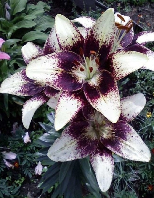 Лилия Танго Капуччино 