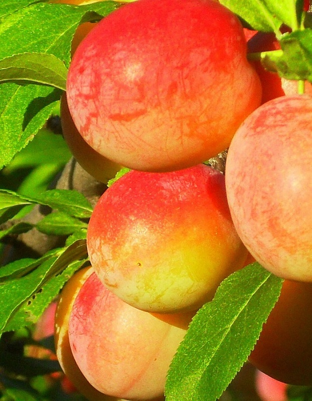 Слива Егоровна 