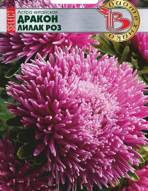 Астра Дракон селект Лилак Роуз 30 шт