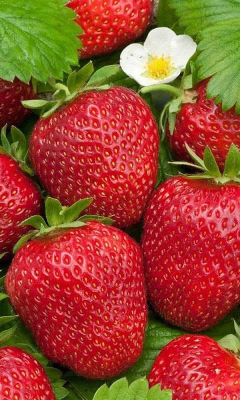 Земляника Семёновна - ремонтантная (УД) 10 шт