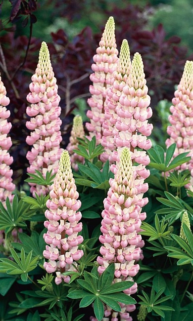 Люпин Птица счастья (УД) 10 шт цв п