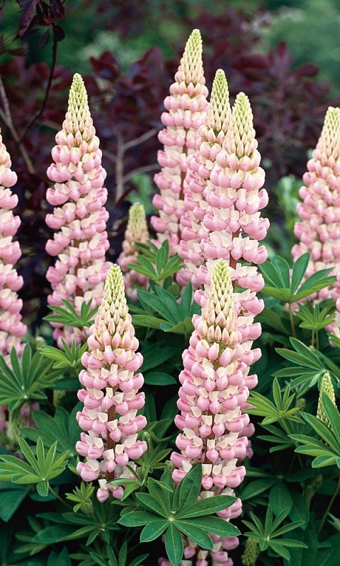 Люпин Птица счастья (УД) 10 шт цв п