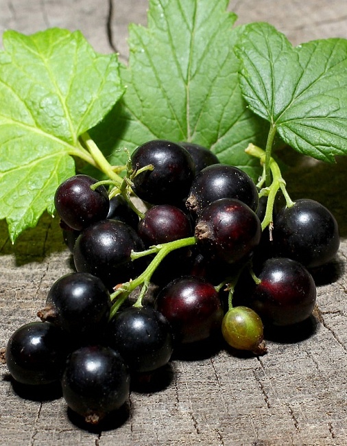 Смородина черная Петербурженка