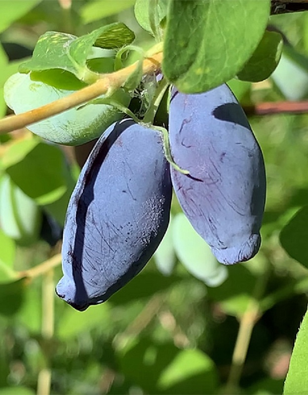 Жимолость съедобная Аврора 