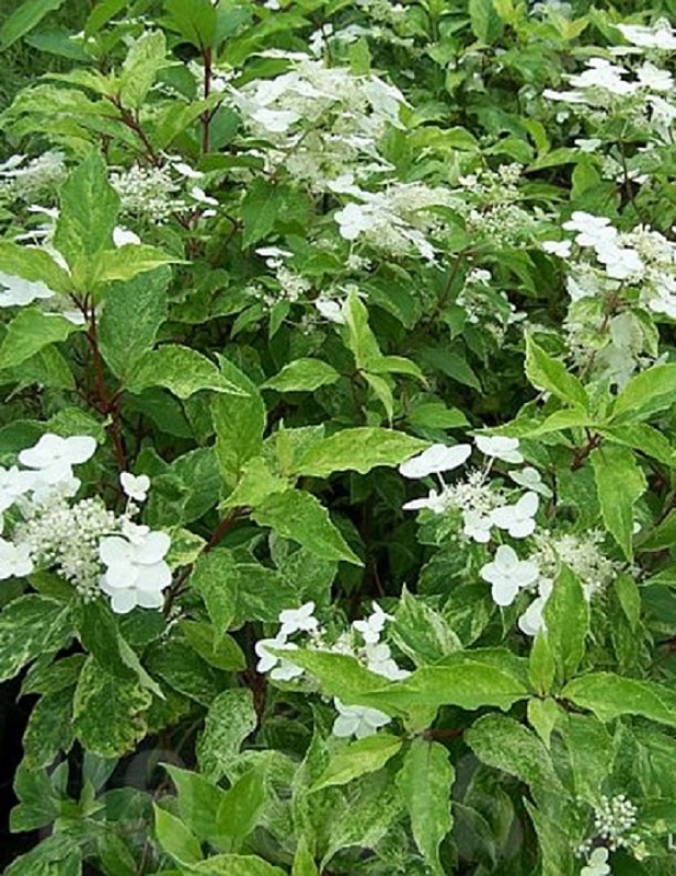 Гортензия метельчатая Шикоку Флаш 1 шт Р9