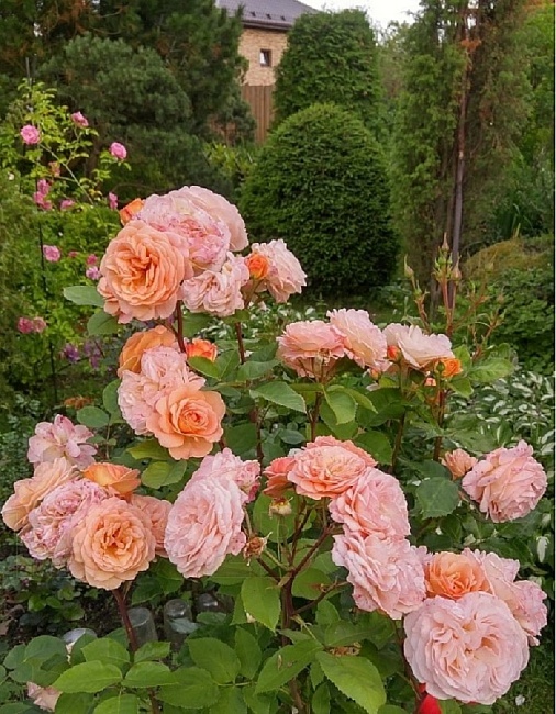 Роза английская Чарльз Остин