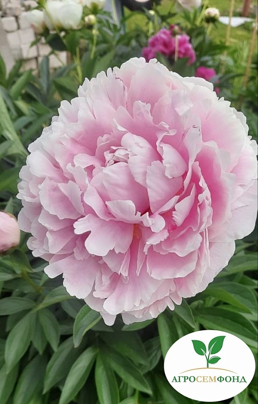 Пион травянистый Леди Александер Дафф