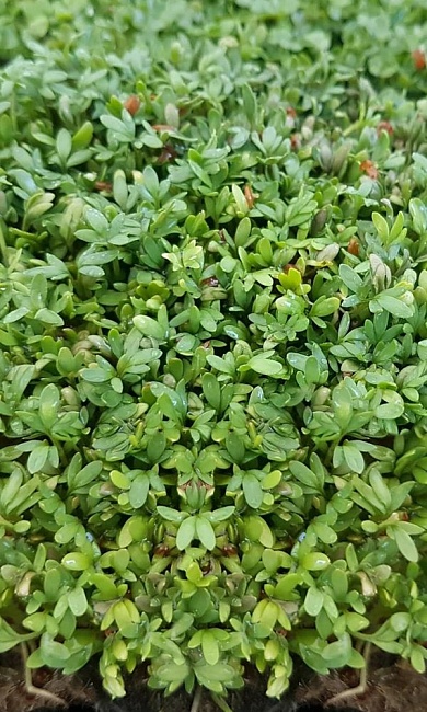 Кресс-салат Ореховый (УД) 0,8 гр. цв.п.