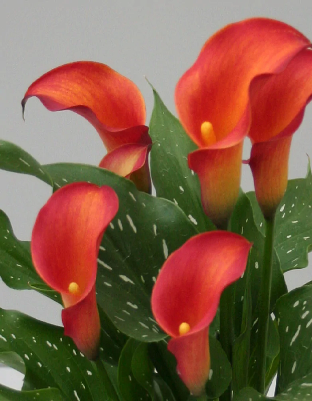 Калла Капитан Тринити 