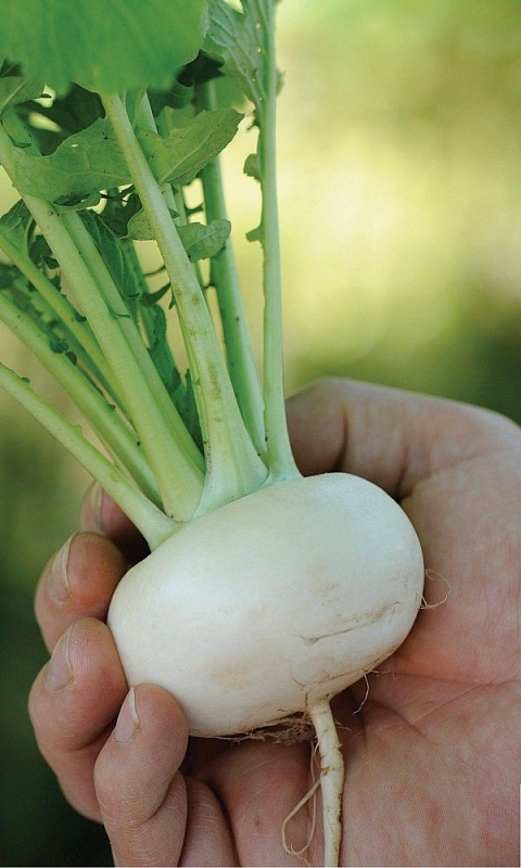 Репа Белоснежка (УД) 0,25 гр цв.п.