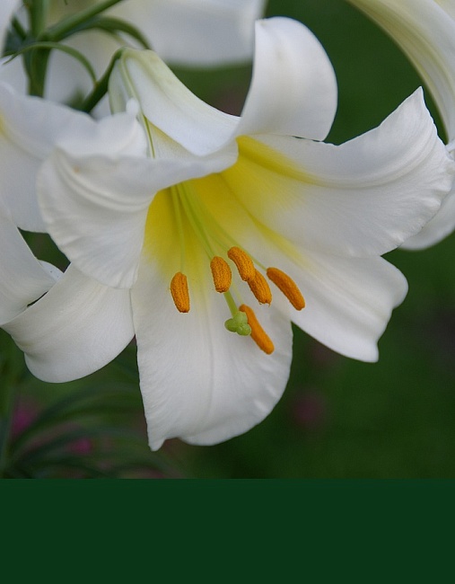 Лилия Регале Альбум