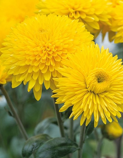 Хризантема Маргарет Санни ASF 1 шт Р9