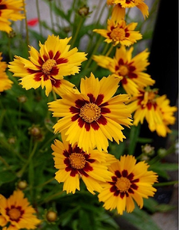 Кореопсис Потеха ASF 1 шт Р9