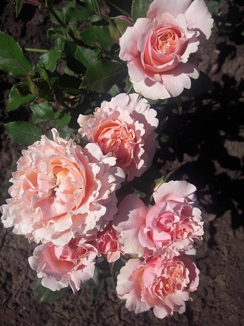 Роза спрей Бабушка Мэри