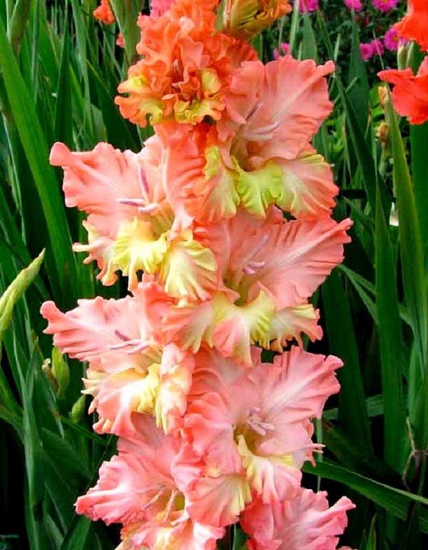 Гладиолус Серафин 1 уп. (3 шт.) 