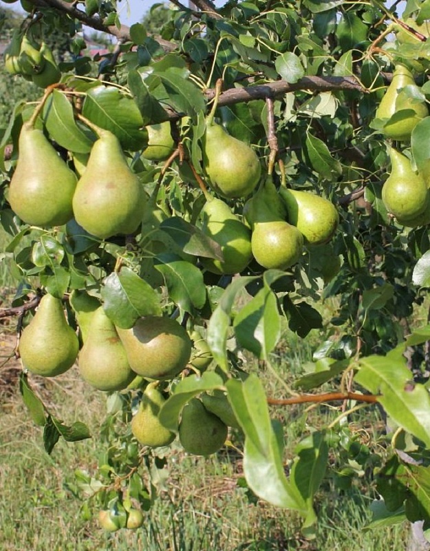 Груша Видная