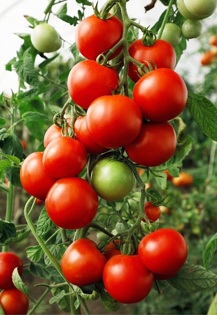 Томат Рекордсмен 0,1 г цв/п (Солнечный десант)