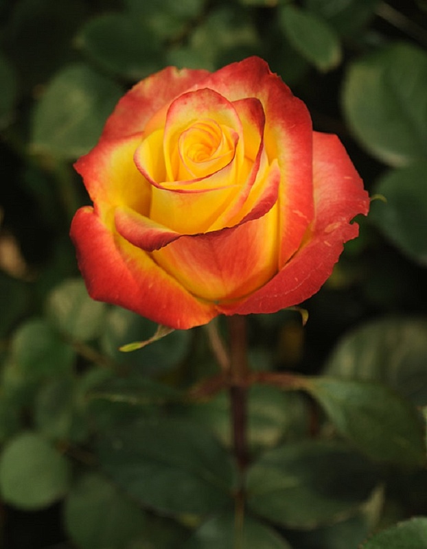 Роза чайно-гибридная Хай Меджик 