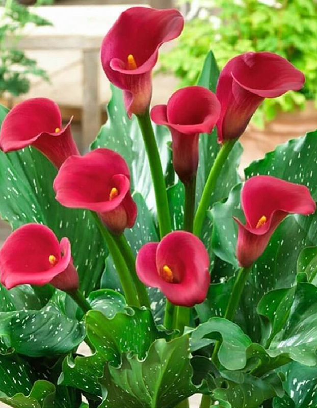 Калла Ред Аллерт 