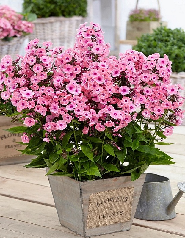 Флокс Лариса 