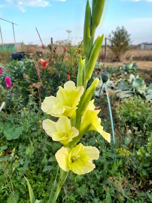 Гладиолус Грин Стар