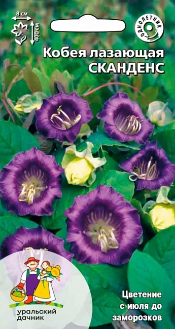 Кобея лазающая Сканденс (УД) 3 шт цв п