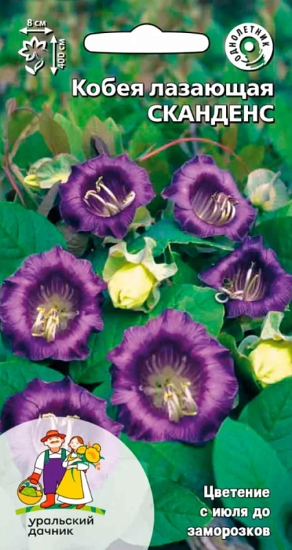 Кобея лазающая Сканденс (УД) 3 шт цв п