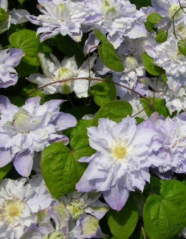 Клематис Вероника Чойс 1 шт Р9