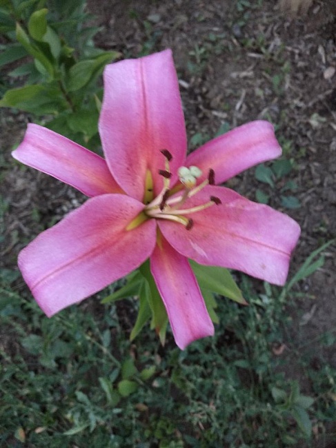 Лилия Пурпл Принц 