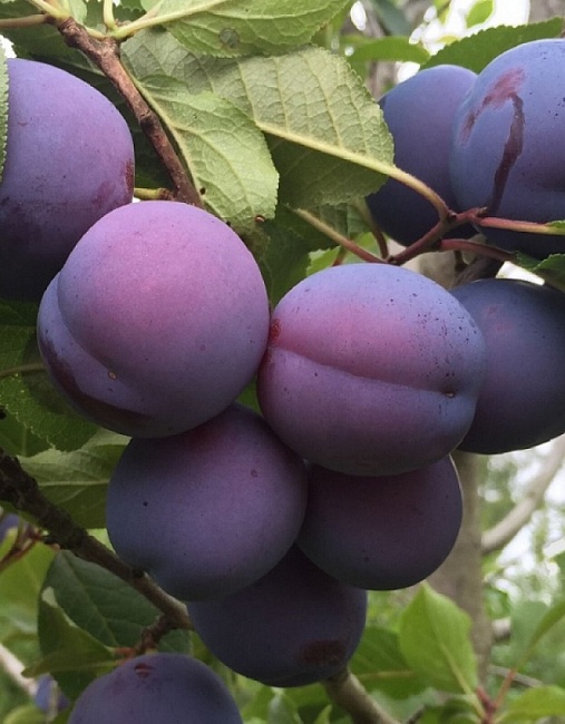 Слива Кромань (Prunus domestica) 