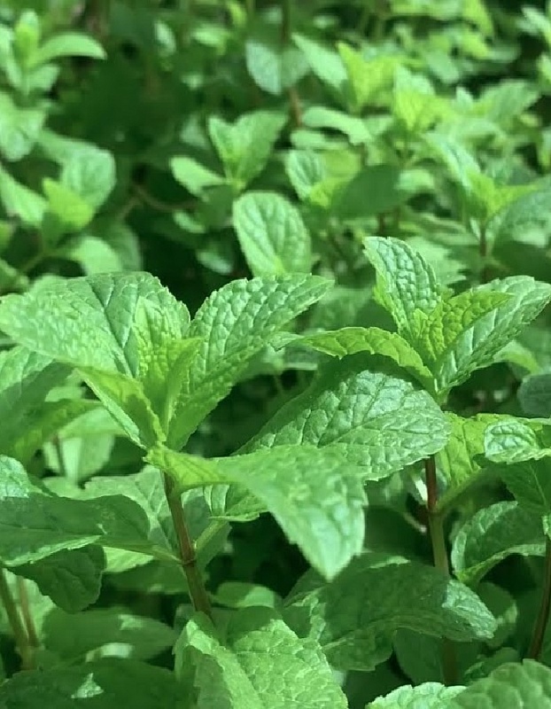 Мята Москвичка (УД) 0,03 гр цв п