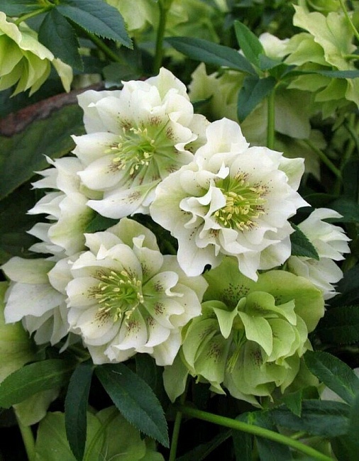 Морозник Дабл Эллен Вайт