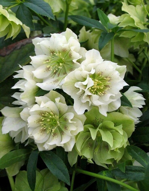 Морозник Дабл Эллен Вайт