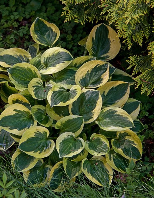 Хоста Вайд Брим ASF