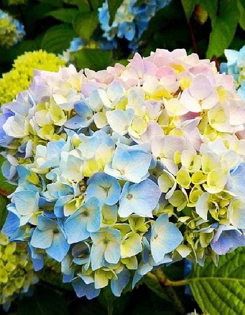 Гортензия крупнолистная Саманта ASF 1 шт Р9