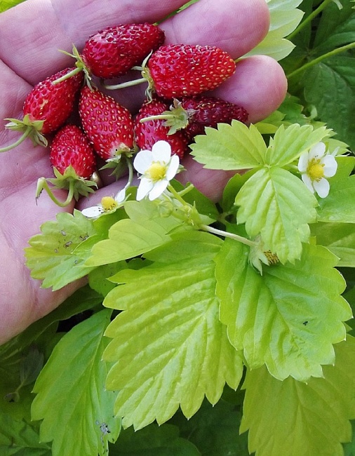 Земляника садовая Александрина ASF