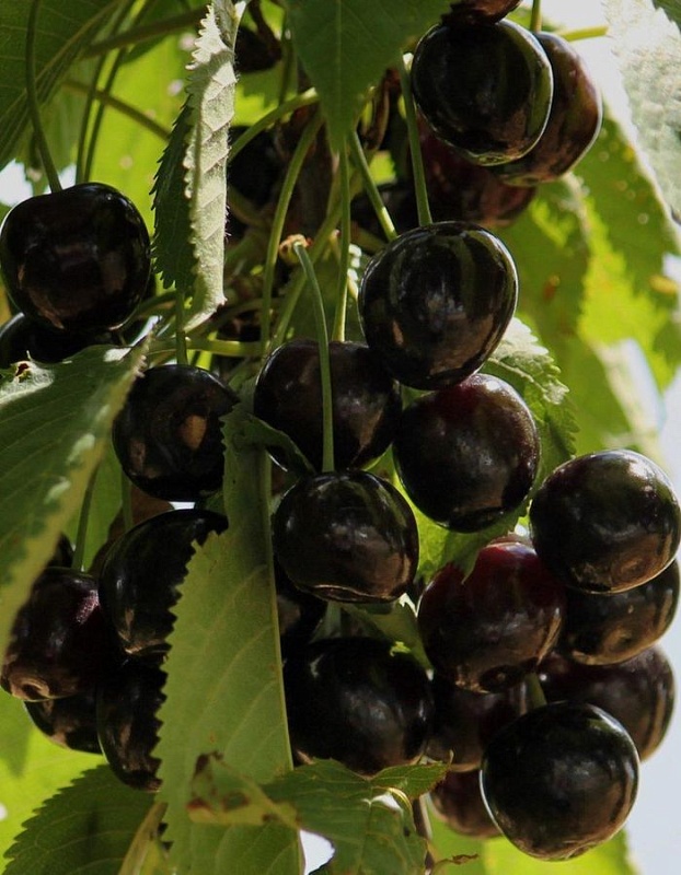 Вишня Россошанская черная