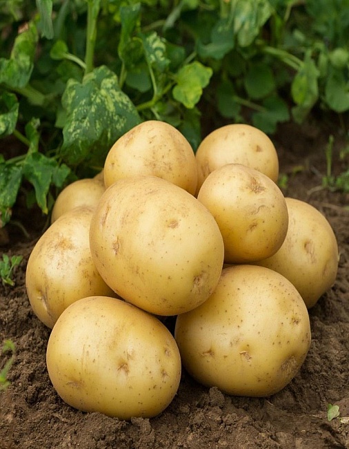 Картофель Добрыня, суперэлита 1 кг