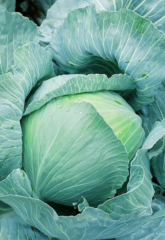 Капуста белокочанная Селеста F1 (Селекция "ВХ") 0,3 гр цв.п.