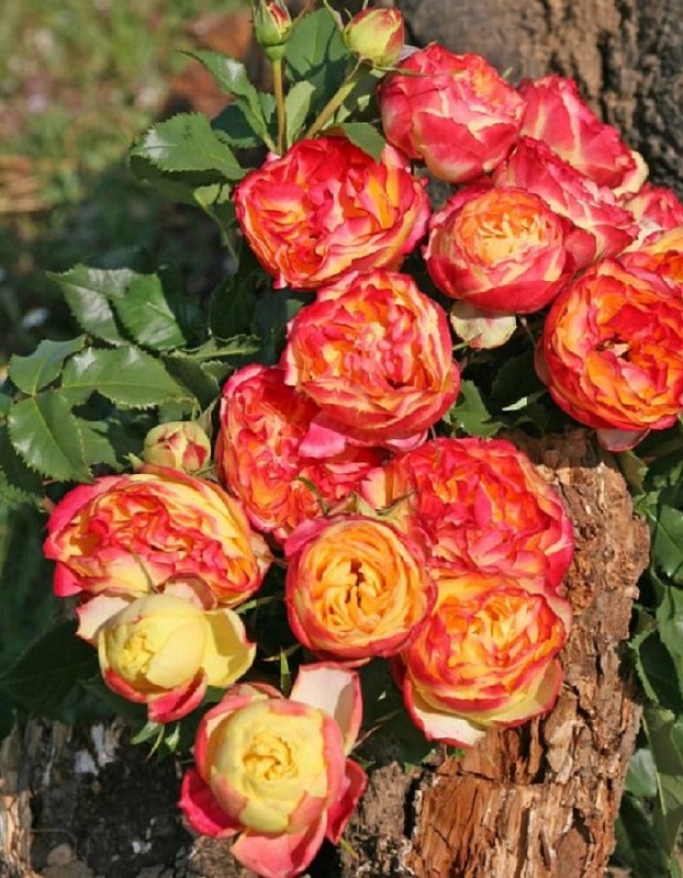 Роза чайно-гибридная Вулканика 