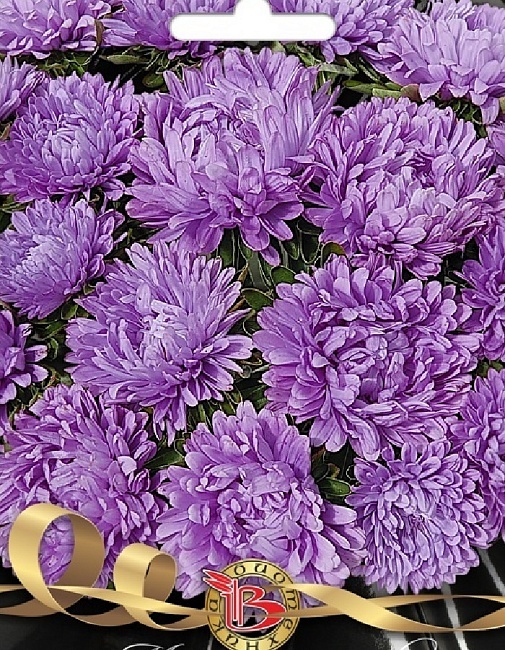 Астра Май Леди Лилак 30 шт