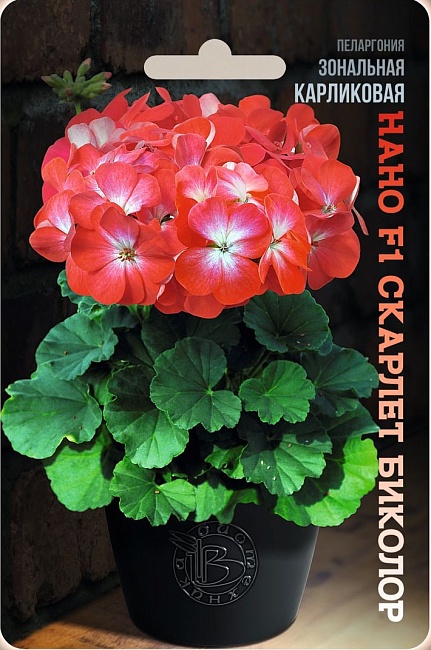Пеларгония зональная карликовая Нано F1 Скарлет Биколор 5 шт