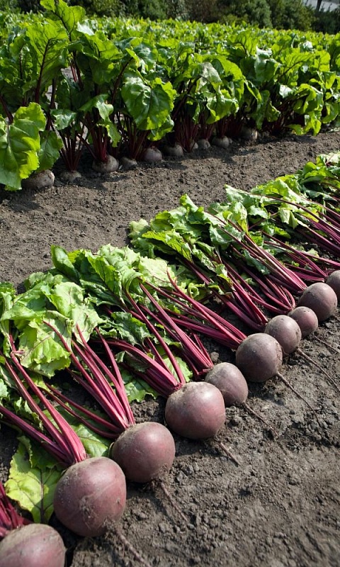 Свекла Боливар (УД)  2 гр  цв.п