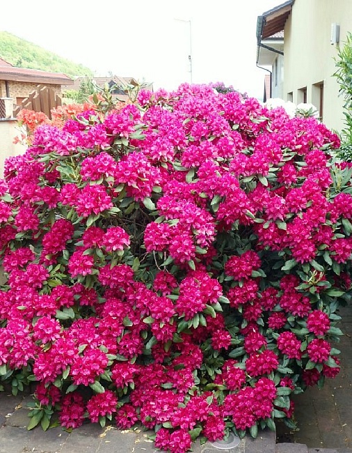 Рододендрон Нова Зембла 1 шт Р9