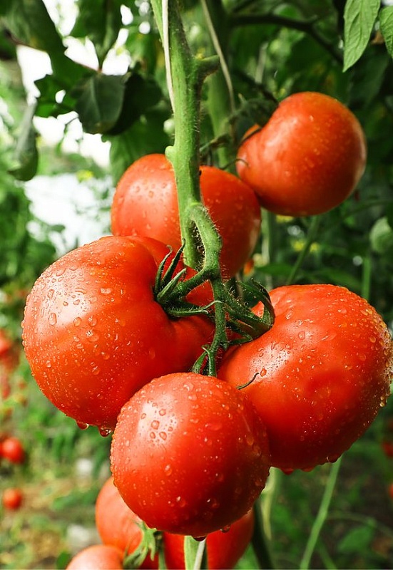 Томат Герцог (Селекция "ВХ") F1 0,05 гр цв.п