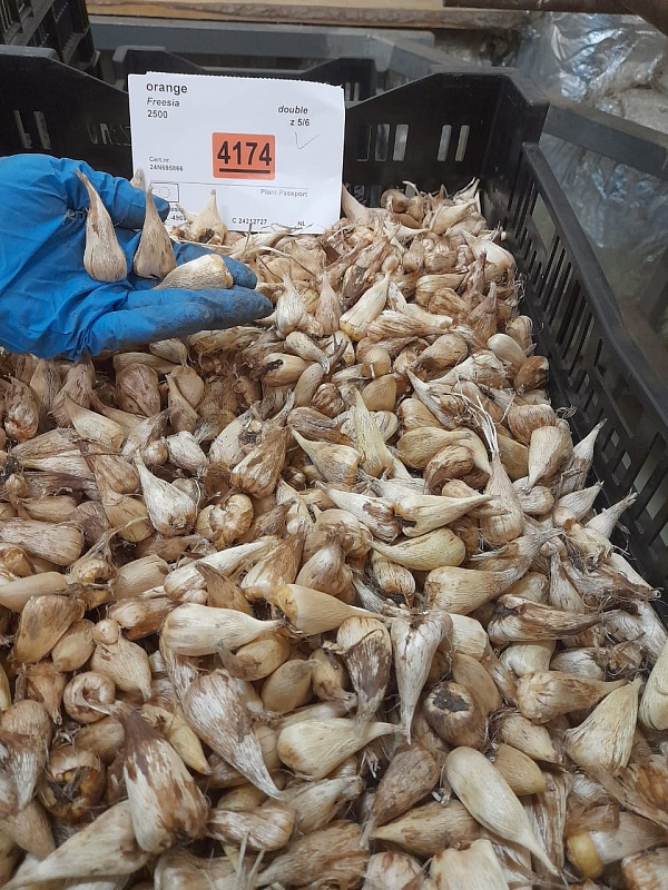 Фрезия Махровая Оранжевая 1 уп. (20 шт.)