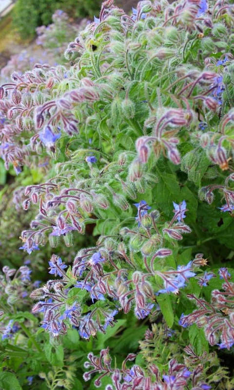 Огуречная трава (бораго) Апрельский (УД) 0,3 гр