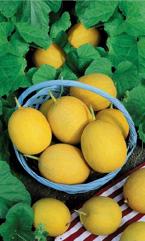 Дыня Апельсинка (УД) 10 шт, цв.п.