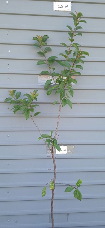 Алыча Кубанская комета  (Prunus cerasifera) 1 шт